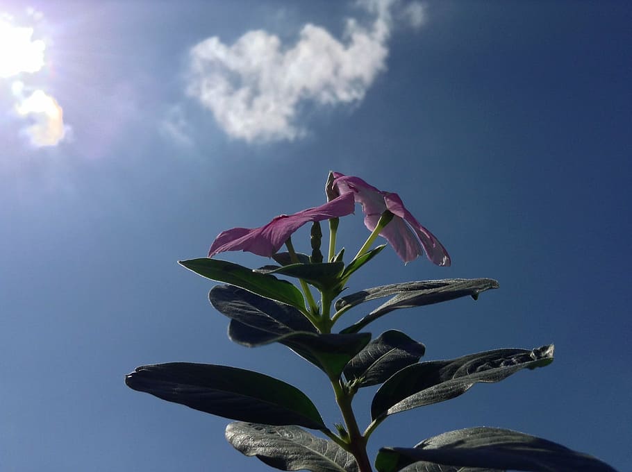 flower, sol, clouds, nature, blue, plant, flowering plant, beauty in nature HD wallpaper