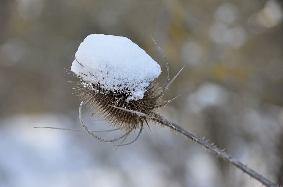 plant, thistle, snow, close-up, focus on foreground, cold temperature HD wallpaper