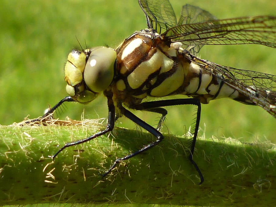 dragonfly, insect, nature, close, animal, macro photography HD wallpaper