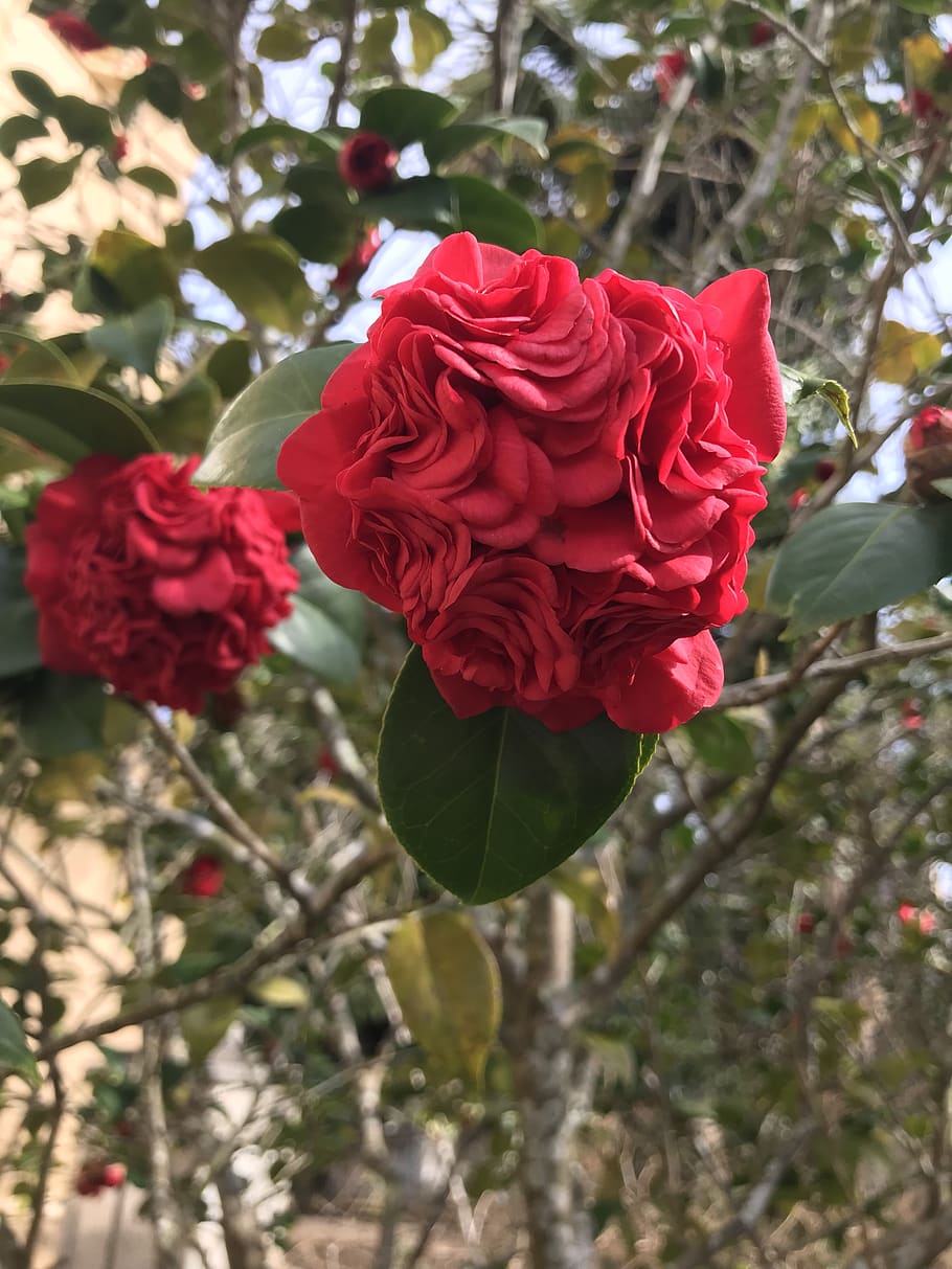 nature, flower, flora, leaf, tree, flowering plant, vulnerability HD wallpaper