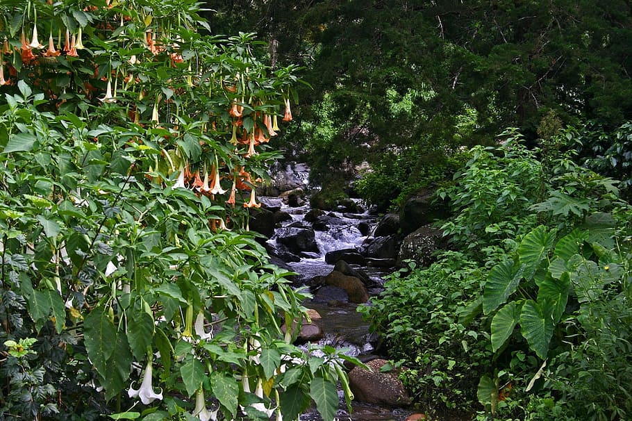 angel trumpet, angel's trumpet, trumpet plant, creek, brook, HD wallpaper