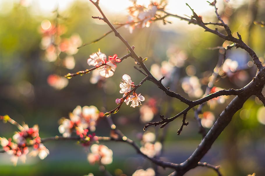 tree, spring, flower, nature, cherry, apricot, bloom, flowers HD wallpaper