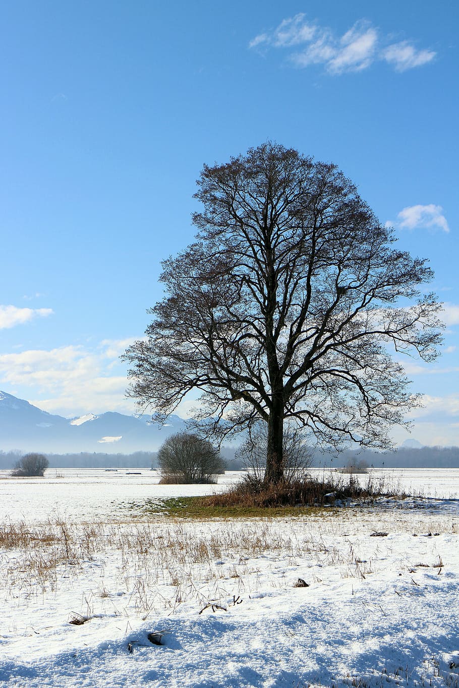 winter, nature, tree, snow, wintry, snowy, sky, nice weather HD wallpaper