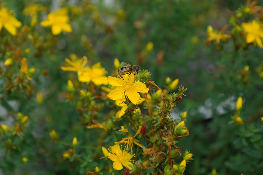 Wort, Flower, Blossom, Bloom, Yellow, hypericum perforatum HD wallpaper