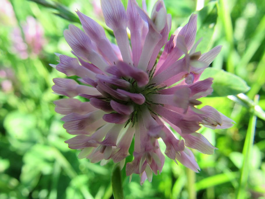 Flower, Red Clover, Spring, Klee, blossom, bloom, purple, growth HD wallpaper