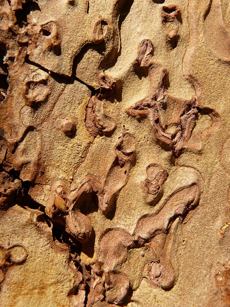 bark, tree, wood, grain, full frame, no people, close-up, pattern HD wallpaper