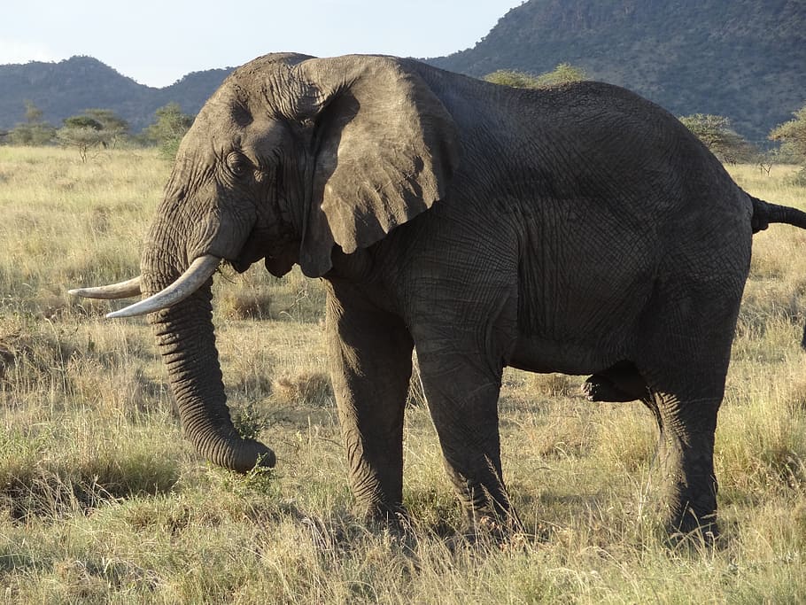 elephant on grass field, serengeti, sunset, animal, animal themes HD wallpaper
