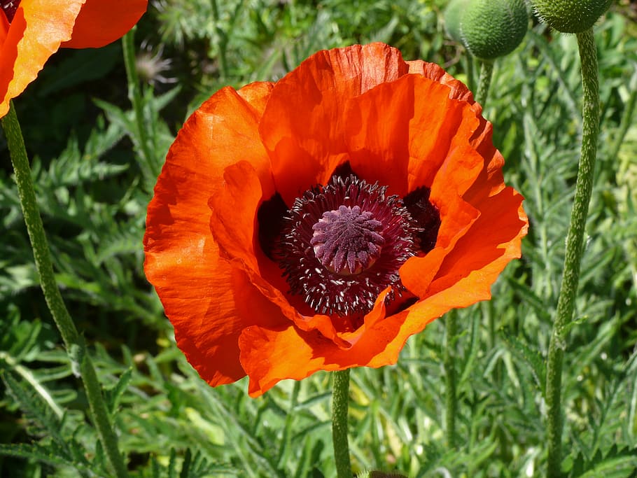 flower, poppy, spring, orange, flowering plant, petal, fragility HD wallpaper