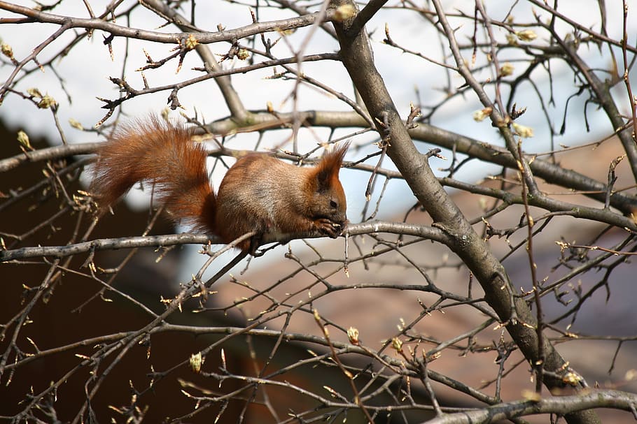 Nature, Squirrel, Nibbles, animal wildlife, one animal, animals in the wild HD wallpaper