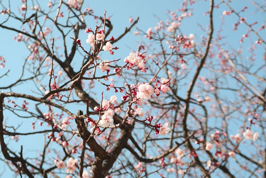 my time, pink and red flower, tree, blossom, spring, branch, flowering plant HD wallpaper