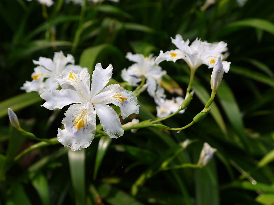 trees, green, plant, flowering plant, beauty in nature, growth HD wallpaper