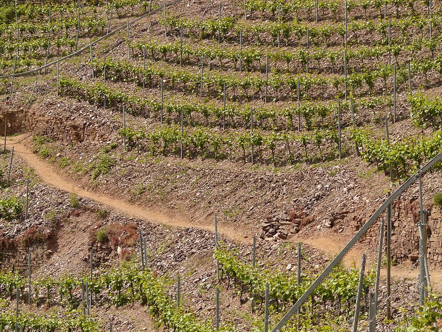 Vineyard, Steep Slope, Winegrowing, steep location, mosel, cask of mosel wine HD wallpaper