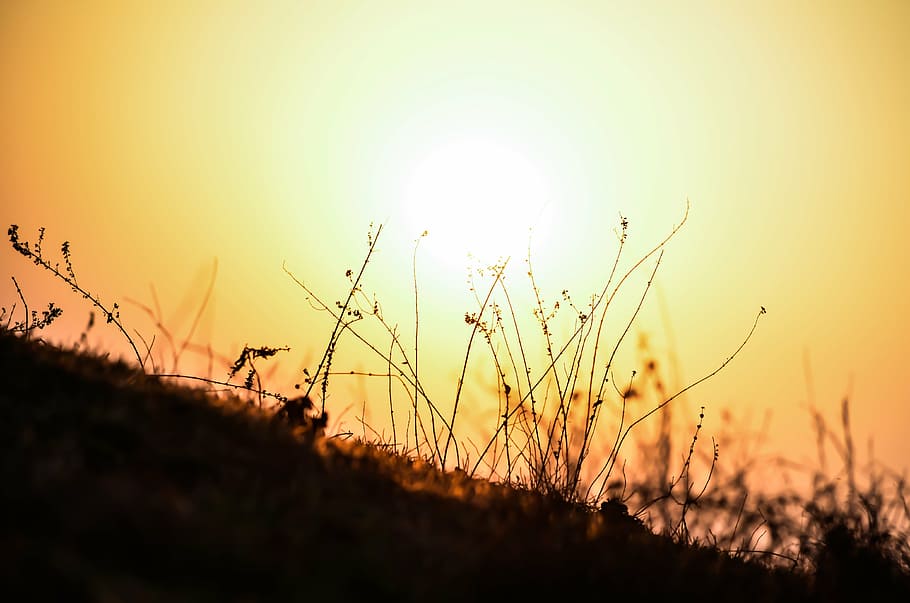 silhouette of grass at golden hour, summer, field, outdoors HD wallpaper