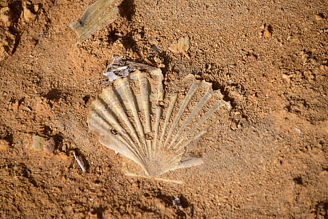 Shell, Imprint, Petrified, Close, shell imprint, beach, rock HD wallpaper