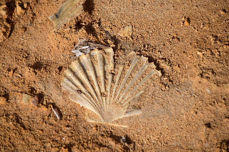 Shell, Imprint, Petrified, Close, shell imprint, beach, rock, HD wallpaper