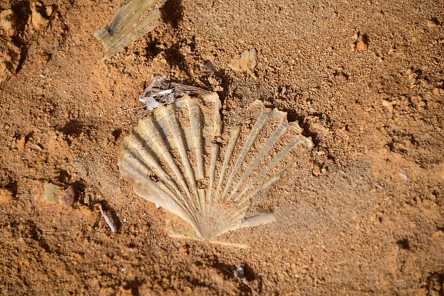 Shell, Imprint, Petrified, Close, shell imprint, beach, rock HD wallpaper