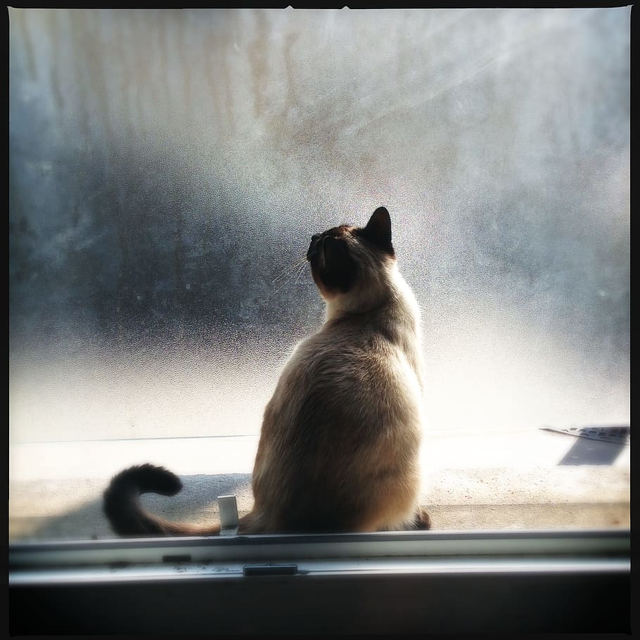 orange tabby cat sitting near glass window, light, pet, feline HD wallpaper