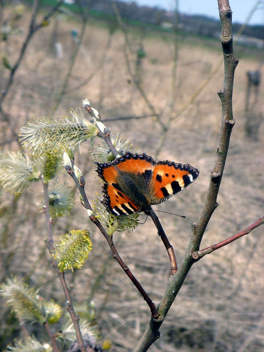 Butterfly, Spring, Nature, Swallowtail, branch, wings, beauty HD wallpaper