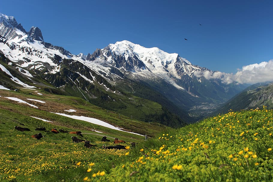snow covered mountain with green grass field at the bottom, mont blanc, HD wallpaper