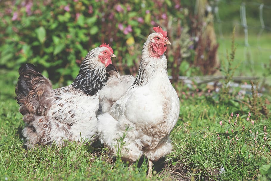 shallow focus photography of two white hens, two white roosters on green grass HD wallpaper