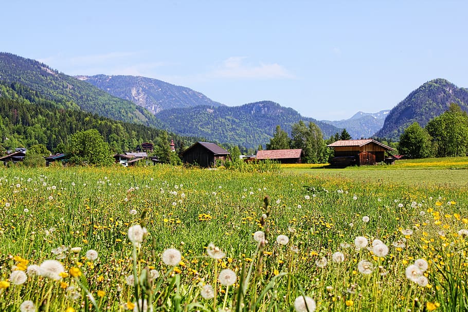 austria, dandelion, mountains, meadow, panorama, spring, landscape HD wallpaper