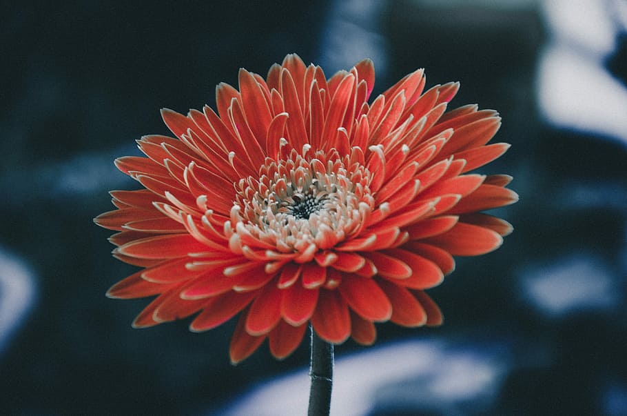 red flowers in shallow focus photography, close-up photography of red Gerbera daisy flower HD wallpaper