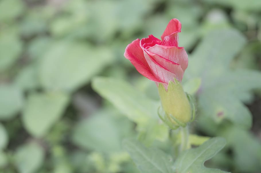flower, japanese, macro, beauty in nature, plant, flowering plant HD wallpaper