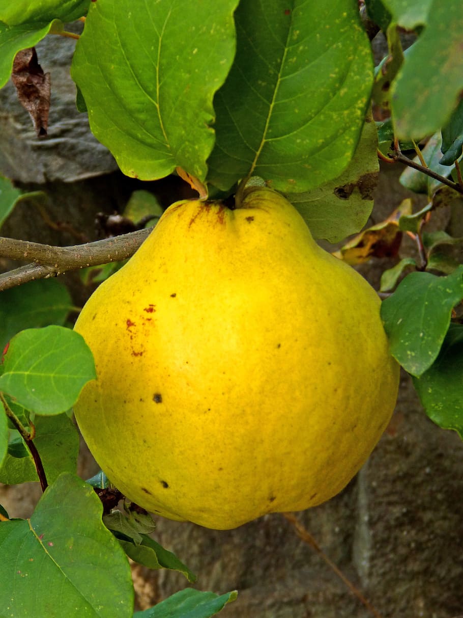 Quince, Fruit, Tree, Yellow, autumn, nature, food, leaf, ripe HD wallpaper