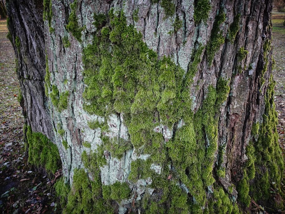 the bark, moss, tree, invoice, tree trunk, plant, growth, no people HD wallpaper
