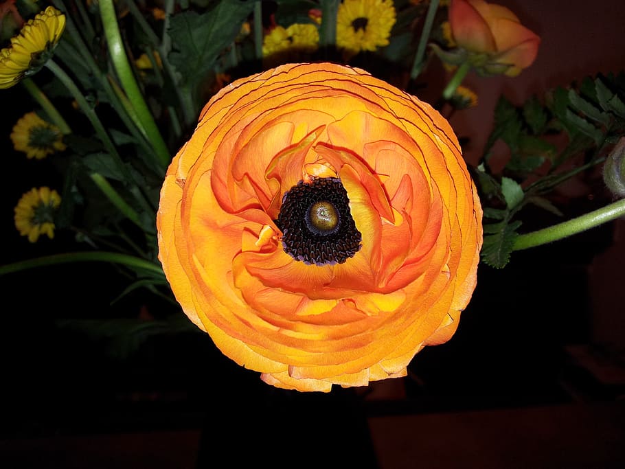 flower, nature, orange, flowering plant, petal, freshness, flower head HD wallpaper