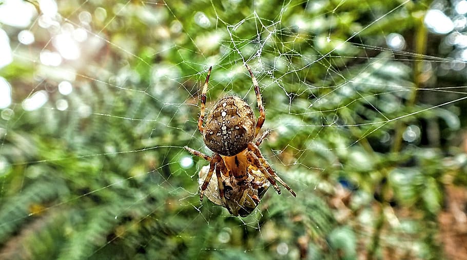 spider, insect, bug, web, nature, halloween, cobweb, scary, HD wallpaper