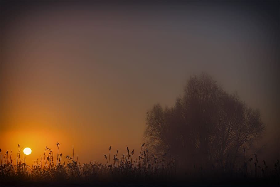 sun, sunrise, fog, tree, sun ball, sky, sunset, plant, silhouette HD wallpaper