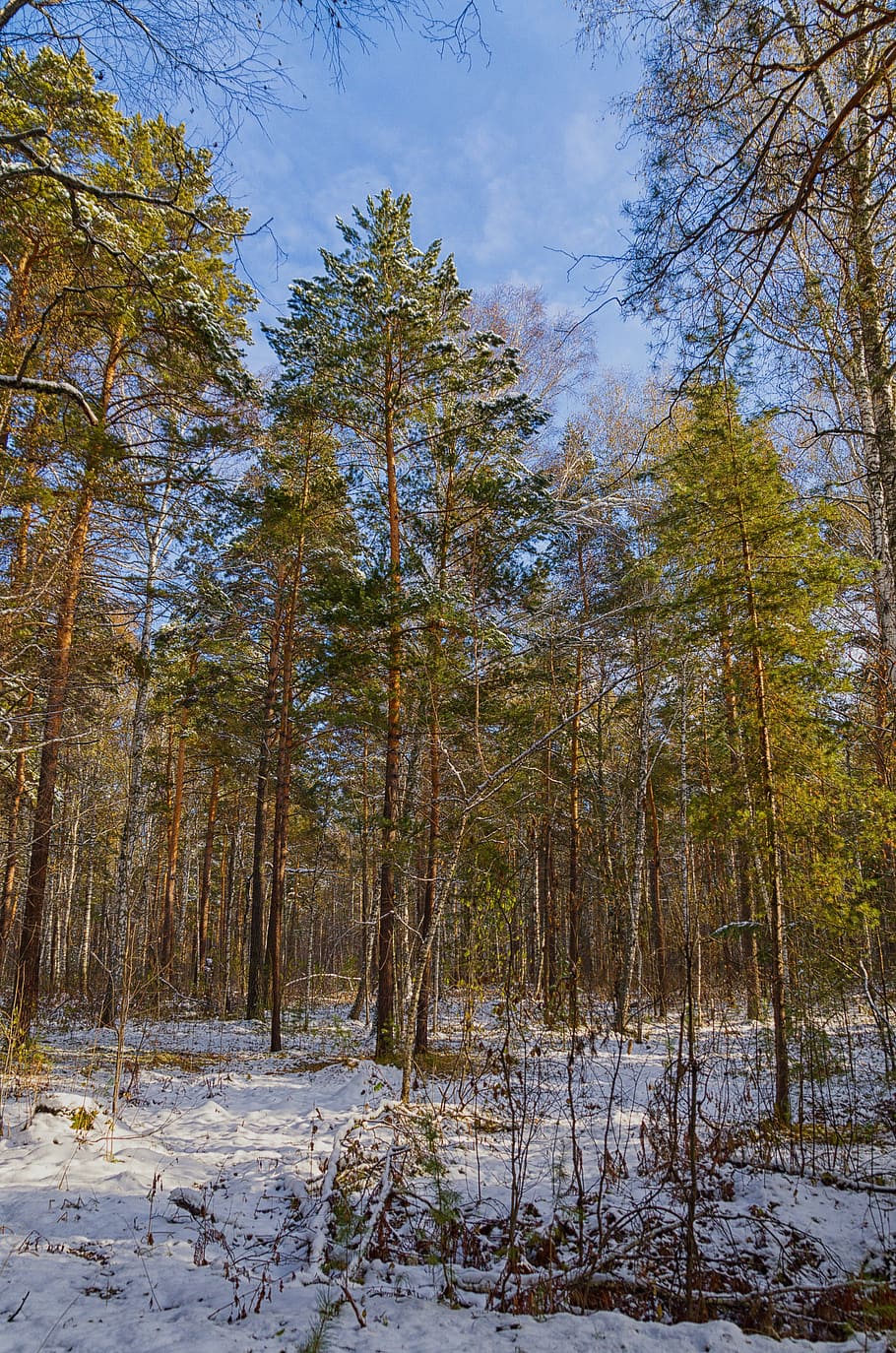 Forest, Nature, Autumn, Trees, winter forest, pine, sky, snow HD wallpaper