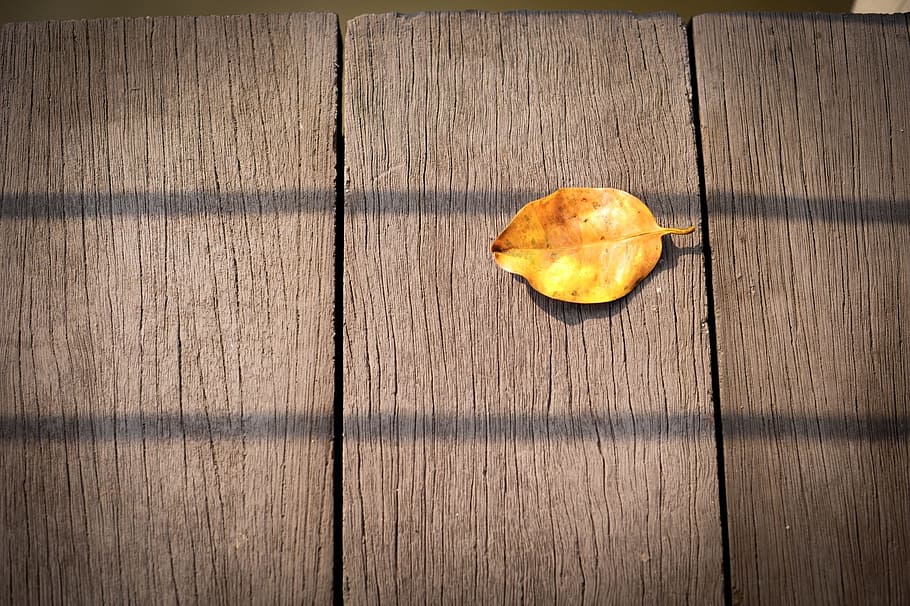 leaf, fall, autumn, nature, wood - material, food and drink HD wallpaper