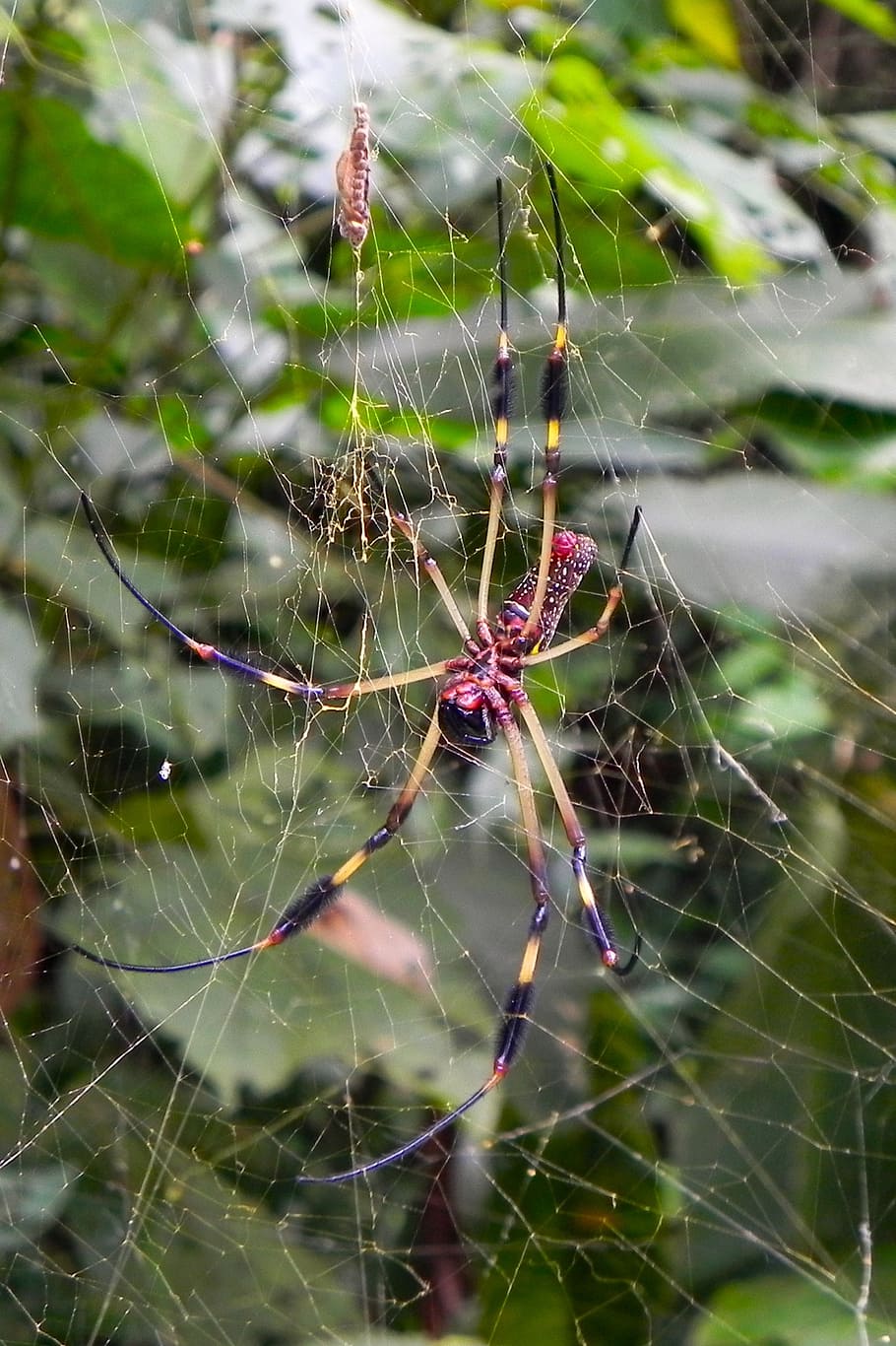 spider, nature, canvas, rainforest, spider web, fragility, close-up HD wallpaper