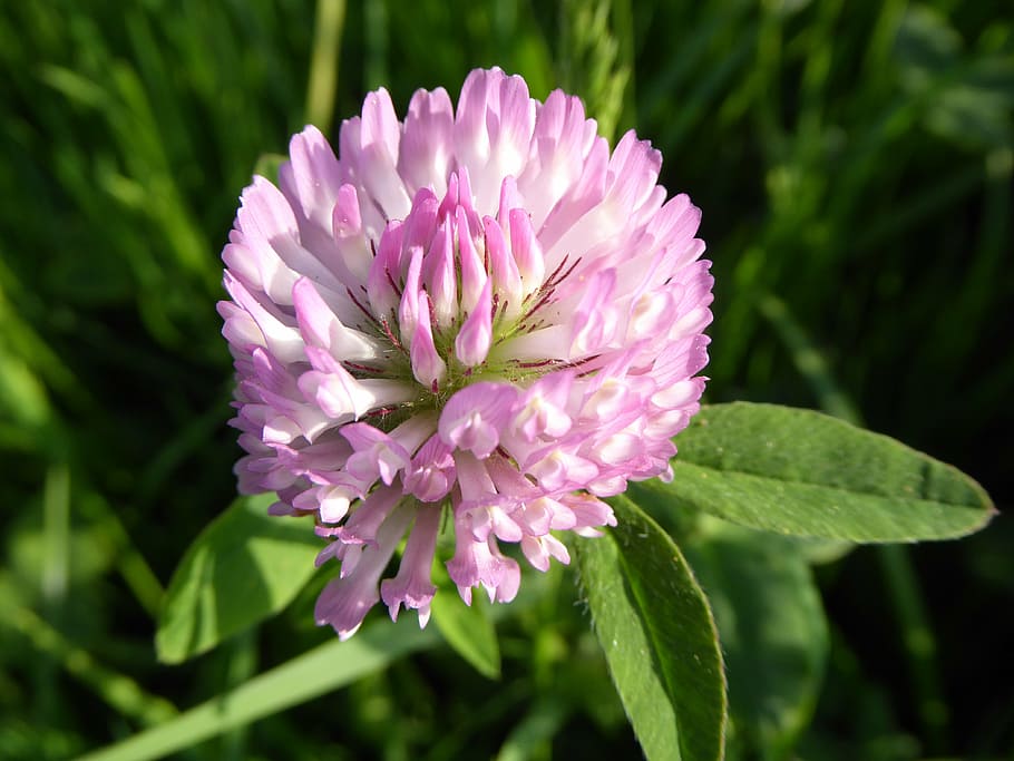 red clover, pink, soar, about, flower, flowering plant, freshness HD wallpaper