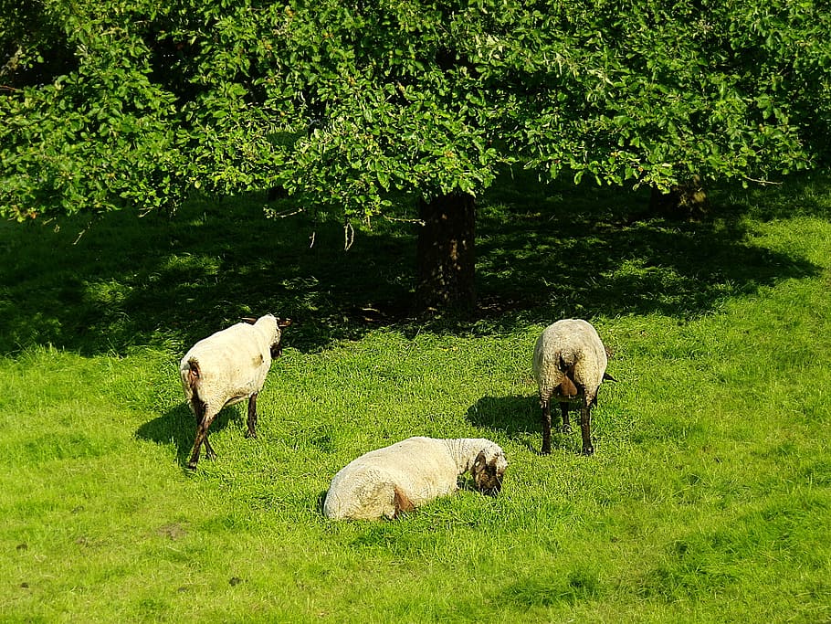 sheep, animals, nature, wool, meadow, graze, plant, animal themes HD wallpaper