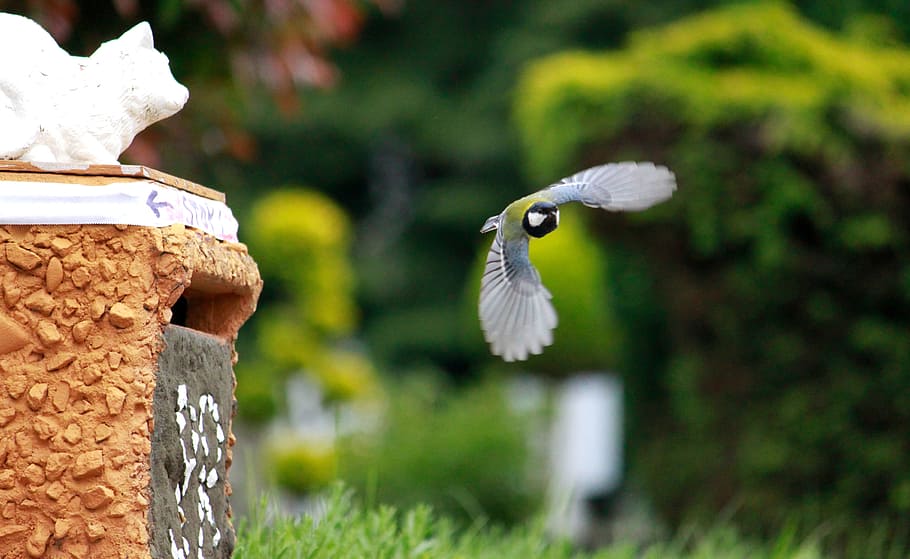 bird on flight photo, tit, fly, feed, animals, nature, small bird HD wallpaper