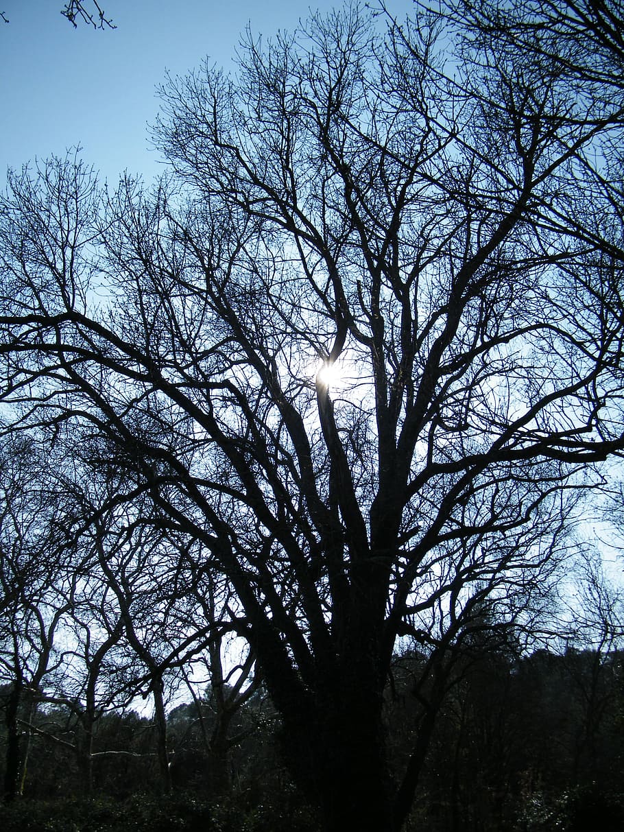 Leaves, Old, Tree, Nature, trees, old tree, branch, sky, silhouette HD wallpaper