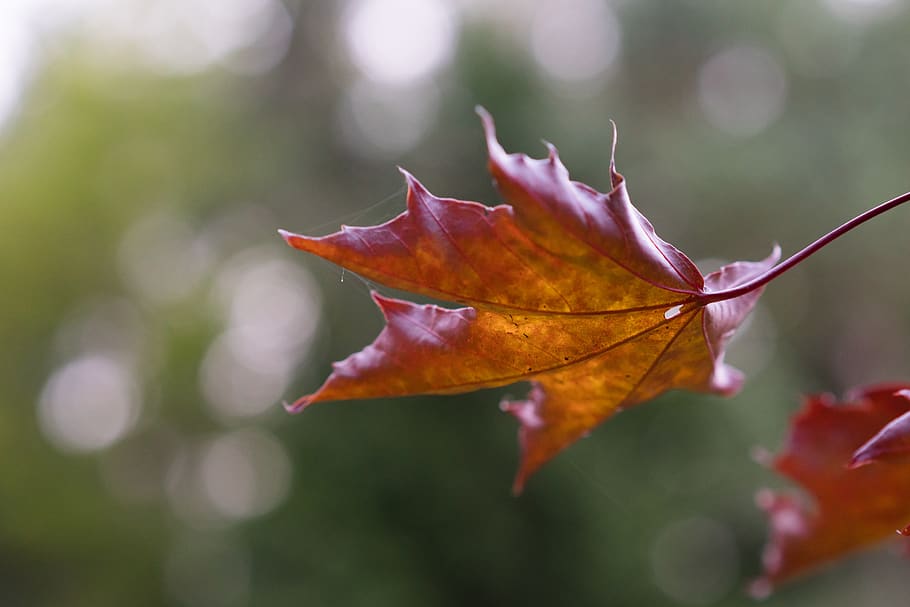 leaf, maple, red, bokeh, plant part, autumn, close-up, focus on foreground HD wallpaper