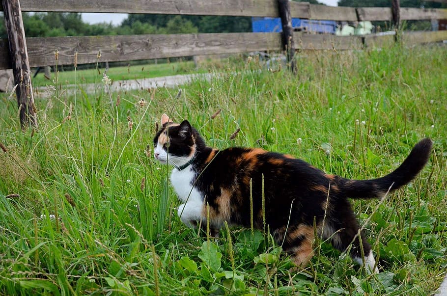 cat, animal, nature, mammal, one animal, animal themes, pets HD wallpaper