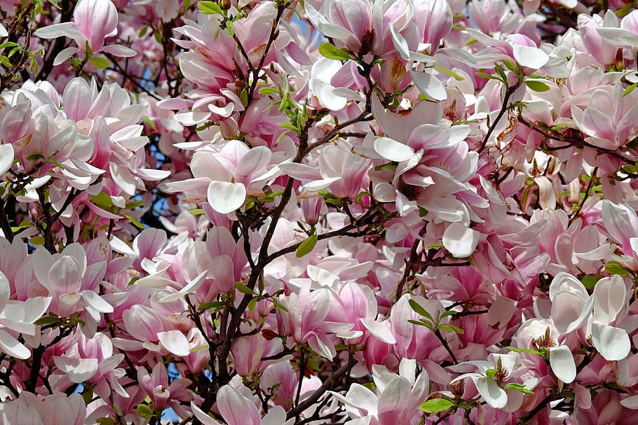 pink-and-white petaled flowers, tulip magnolia, tree, bush, magnoliengewaechs