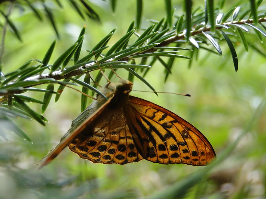 nature, butterfly, insect, orange, invertebrate, animal wildlife HD wallpaper