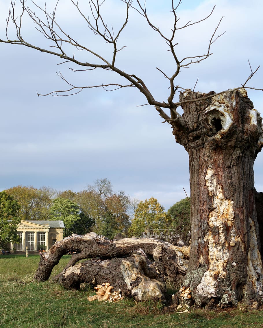 fallen tree, trunk, nature, landscape, sky, plant, architecture HD wallpaper