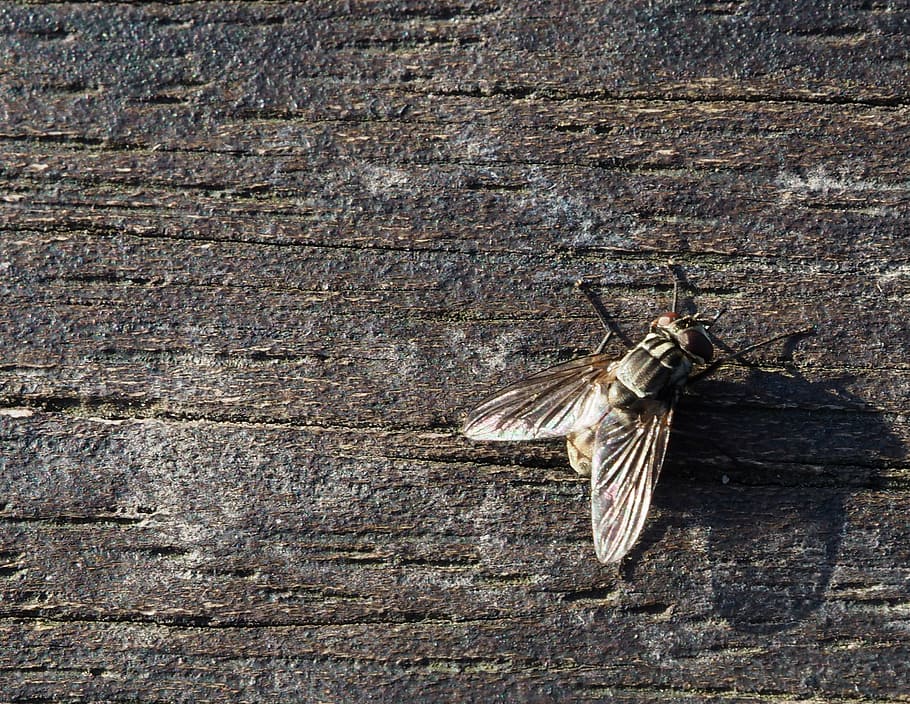 fly, insect, wood, macro, public record, nature, animal Wing HD wallpaper