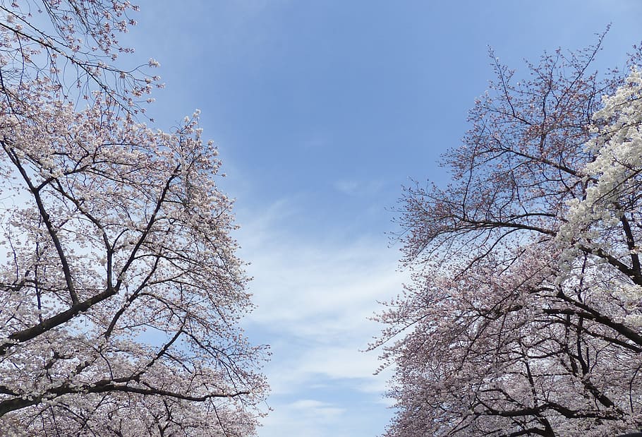 trees during daytime, sakura, japan, cherry, nature, flower, blossom