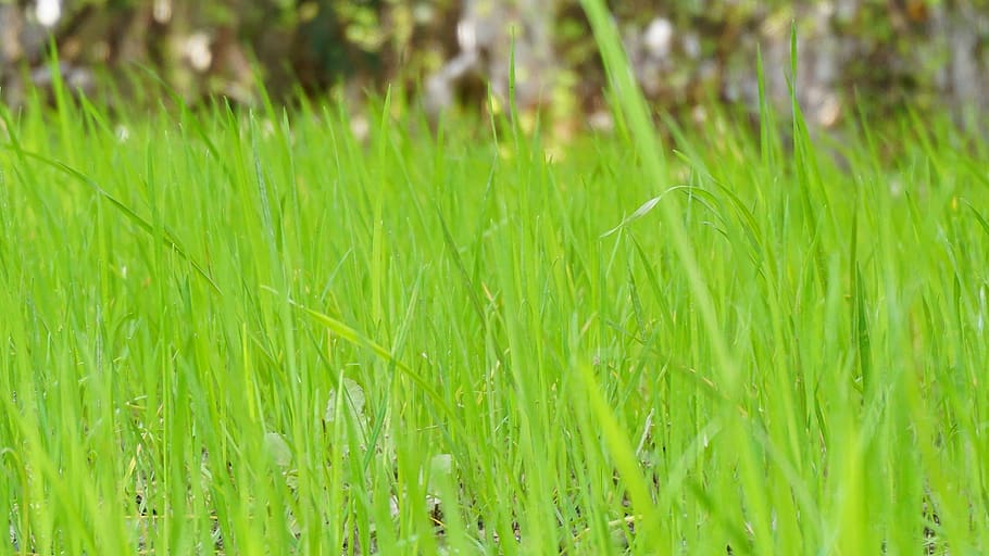 green grass, grassland, plant, green color, growth, nature HD wallpaper