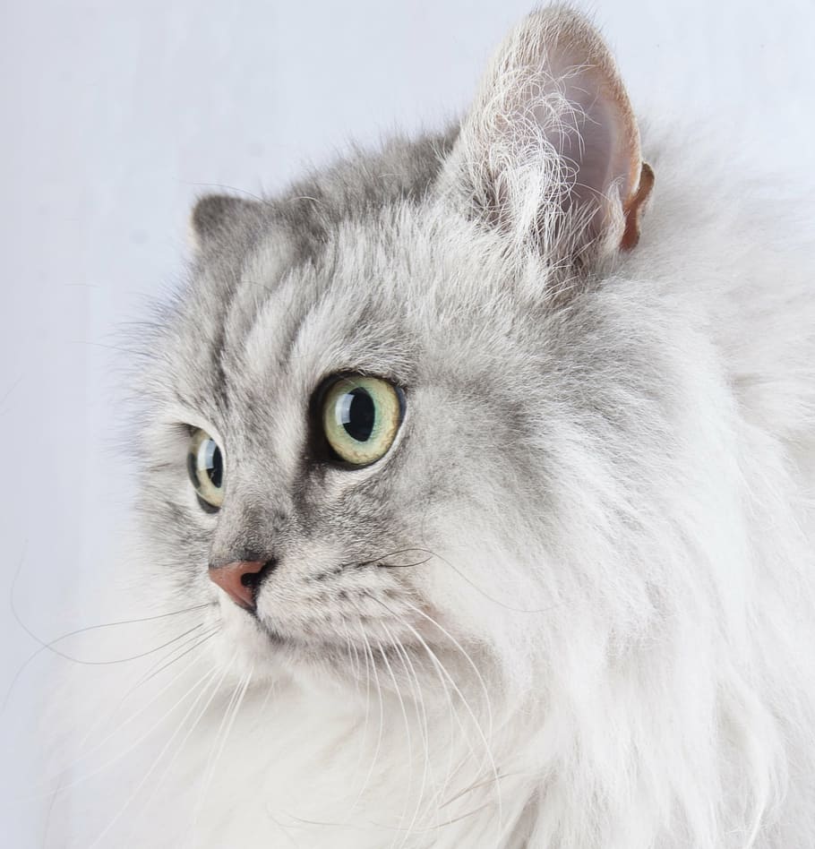 closeup photo of long-haired whit ad gray cat, pet, animal HD wallpaper