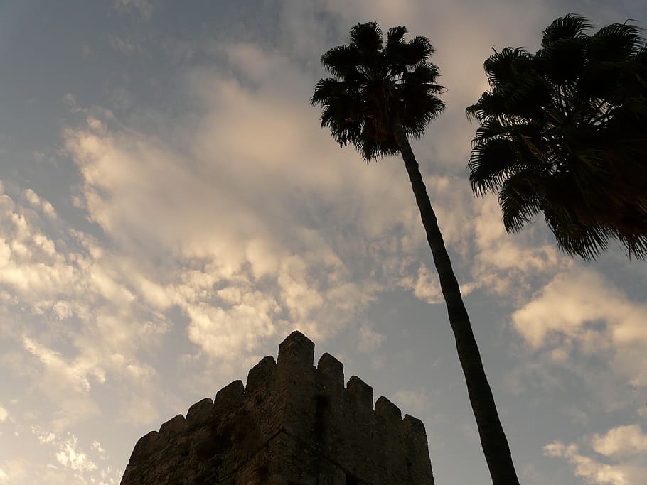 palm trees, tribe, high, tower, building, backlighting, sky HD wallpaper