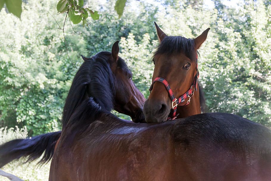 horse, horses, animals, farm, nature, mare, stallion, mane HD wallpaper